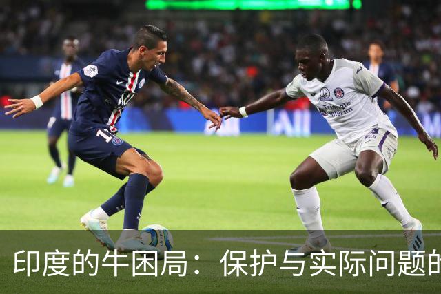 印度的牛困局：保护与实际问题的冲突